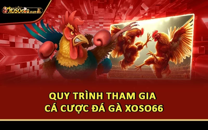 Quy trình tham gia cá cược đá gà Xoso66