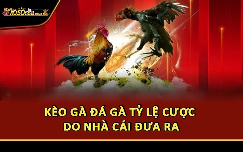 Kèo gà đá gà tỷ lệ cược do nhà cái đưa ra