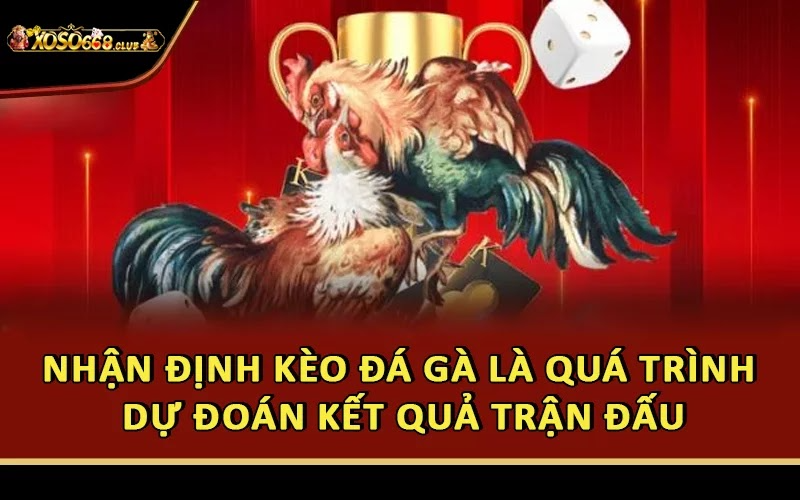 Nhận định kèo đá gà là quá trình dự đoán kết quả trận đấu