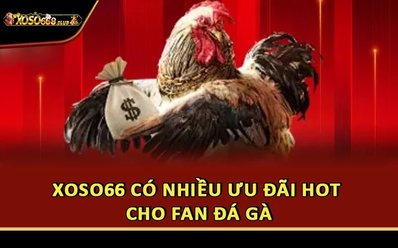Xoso66 có nhiều ưu đãi HOT cho fan đá gà