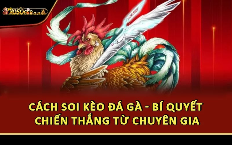 Cách Soi Kèo Đá Gà - Bí Quyết Chiến Thắng Từ Chuyên Gia